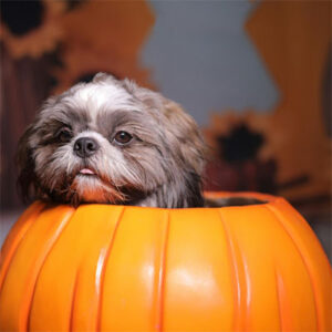 Embrace Pet Insurance logo
